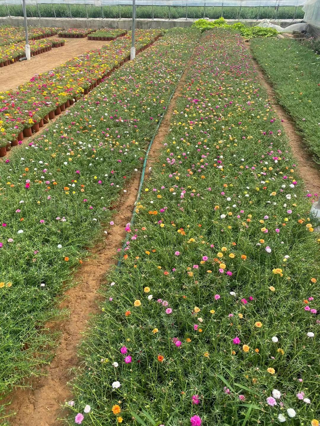 青州花卉批售优质太阳花 太阳花出售