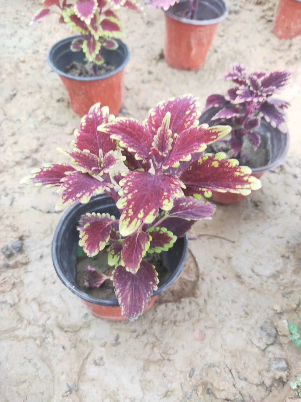 彩叶草出售  多色彩叶草  青州花卉苗木