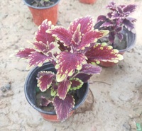 彩叶草出售  多色彩叶草  青州花卉苗木