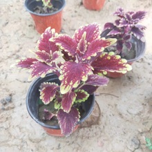 彩叶草出售  多色彩叶草  青州花卉苗木