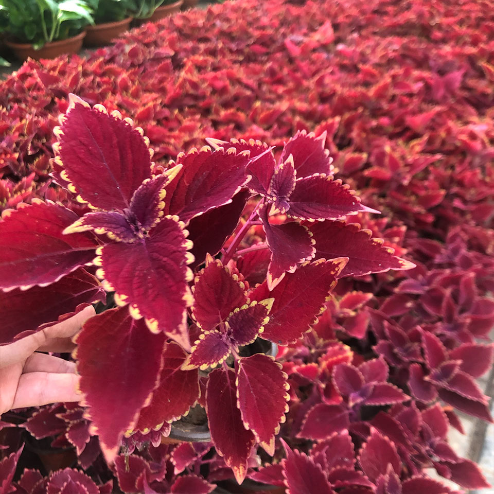 彩叶草  多色彩叶草出售  青州花卉苗木