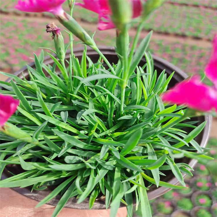 欧石竹花苗 欧石竹盆栽粉贝 花期长 庭院带花草坪欧石竹 夏杰花卉批发