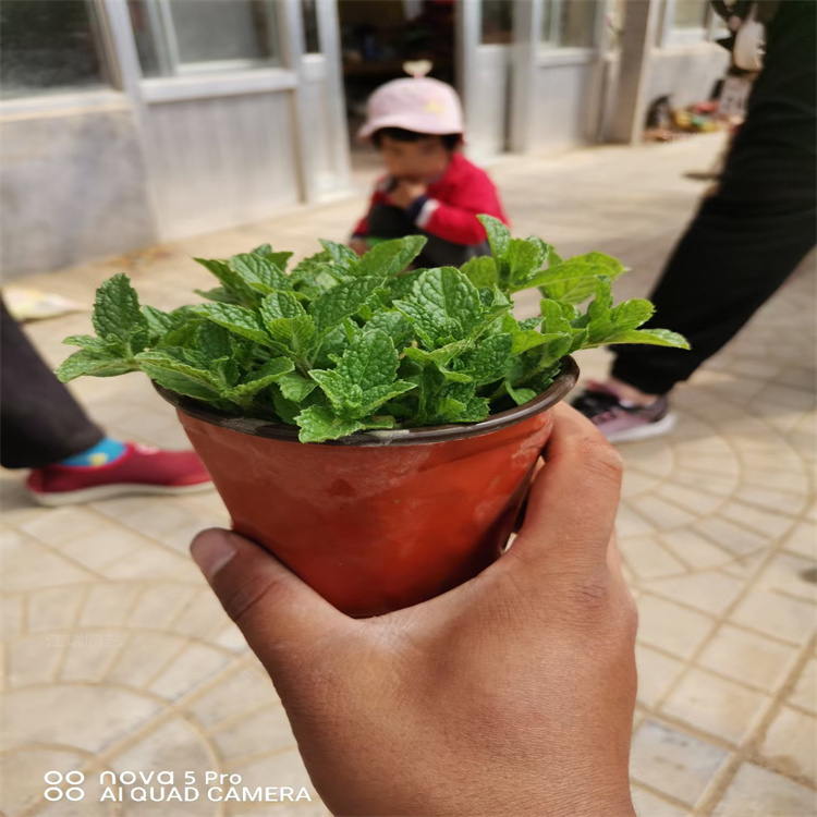 山东青州薄荷培育基地 绿化薄荷公园种植 薄荷产地报价 夏杰花卉直批