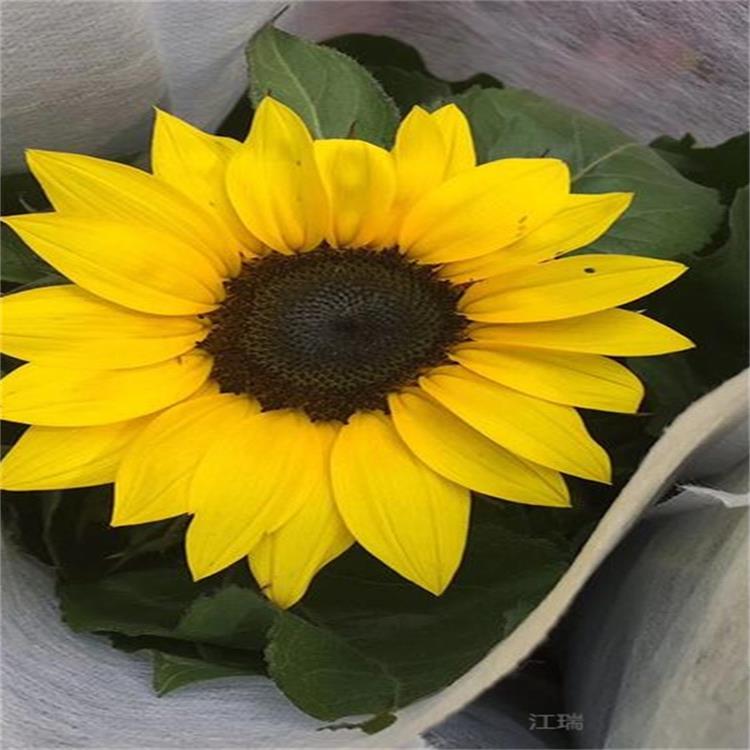 山东青州向日葵培育基地 盆栽向日葵大量供应 向日葵观赏价值高