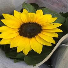 山东青州向日葵培育基地 盆栽向日葵大量供应 向日葵观赏价值高