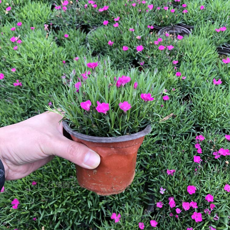山东青州欧石竹培育基地 庭院花坛绿化欧石竹 花境花卉欧石竹批发 夏杰花卉