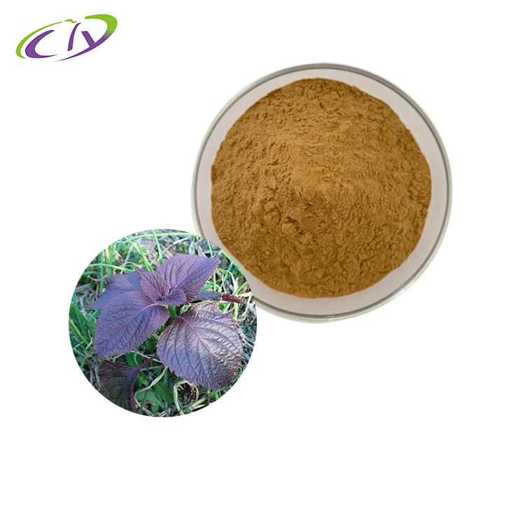 【慈缘生物】【SC厂家】紫苏提取物10:1  紫苏叶提取 紫苏粉 
