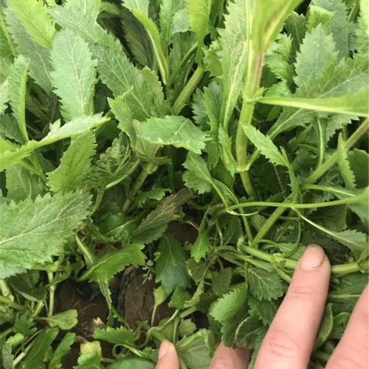 南美柳叶马鞭草  绿植马鞭草盆栽苗  耐旱能力强