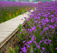四季马鞭草  马鞭草花海景观  耐旱能力强