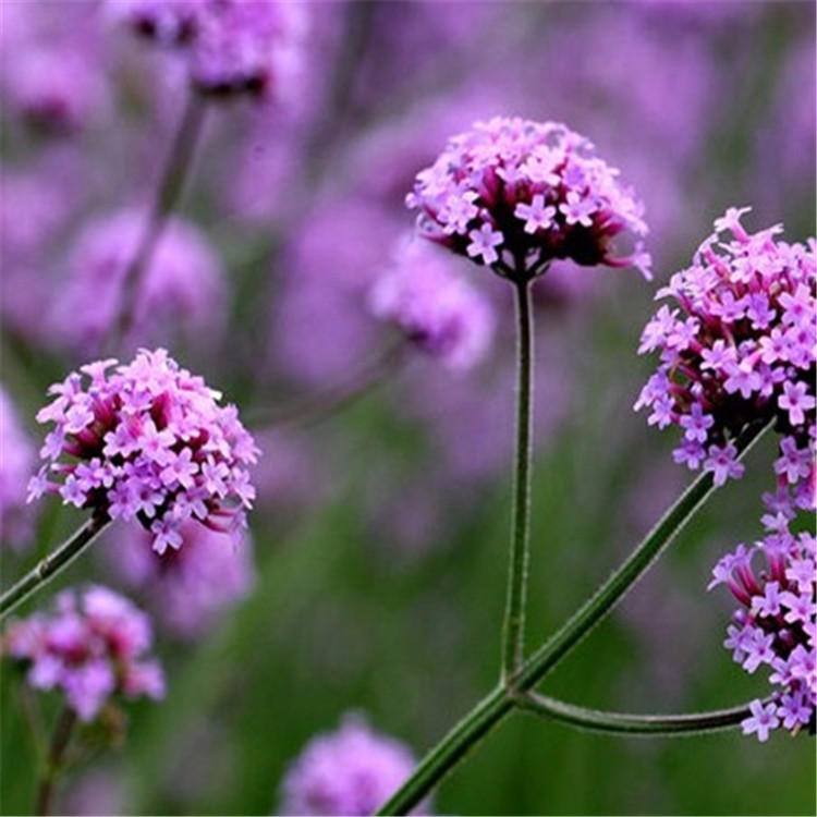 四季马鞭草  四季花海景观  花期长