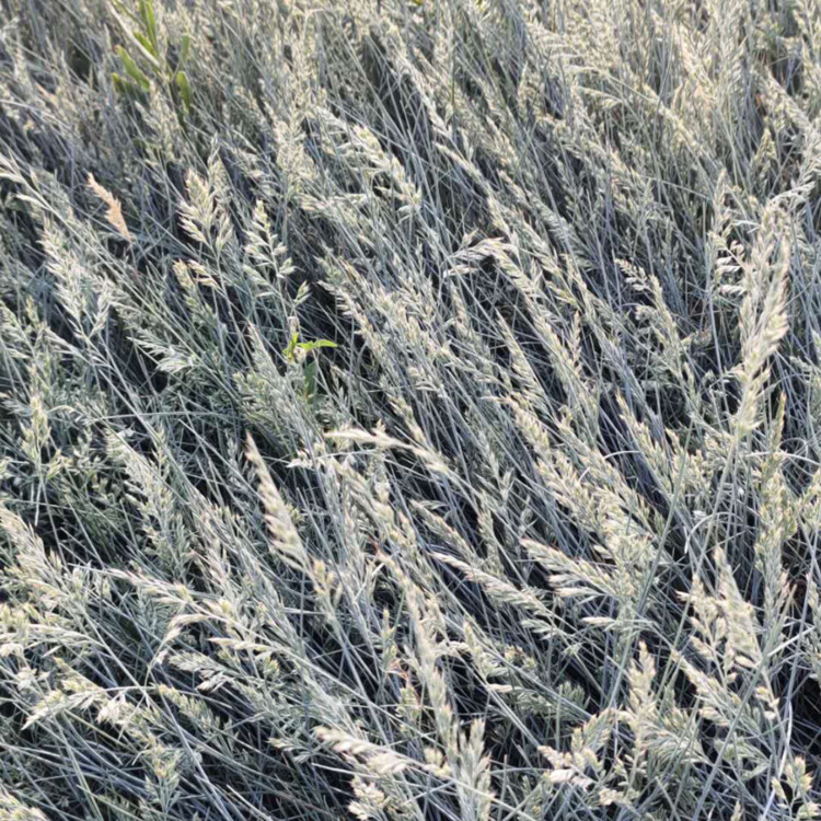 耐寒观赏草  蓝羊茅基地  大数为蓝色，有银白色霜