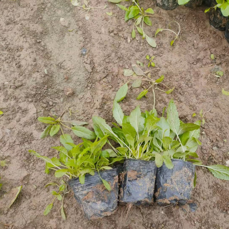 公园树荫点缀鼠尾草苗  大量出售鼠尾草苗  风景区林缘坡地绿化
