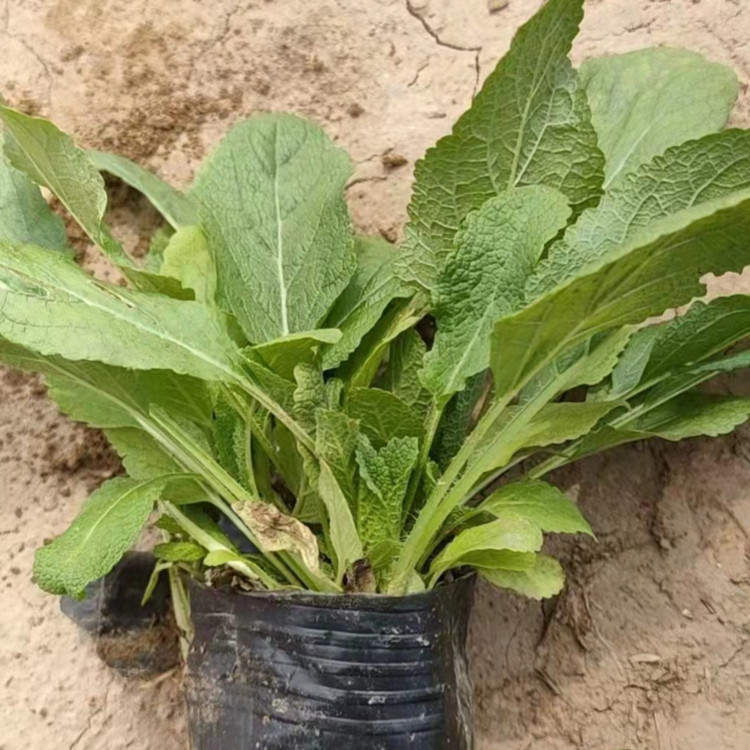 路旁点缀绿化  鼠尾草批发供应商  可做岩石花坛点缀