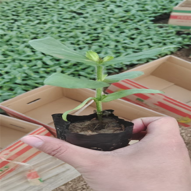 矮化向日葵行道绿化 向日葵常年销售 观赏花海花卉绿化向日葵 江瑞