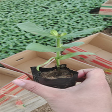 矮化向日葵行道绿化 向日葵常年销售 观赏花海花卉绿化向日葵 江瑞