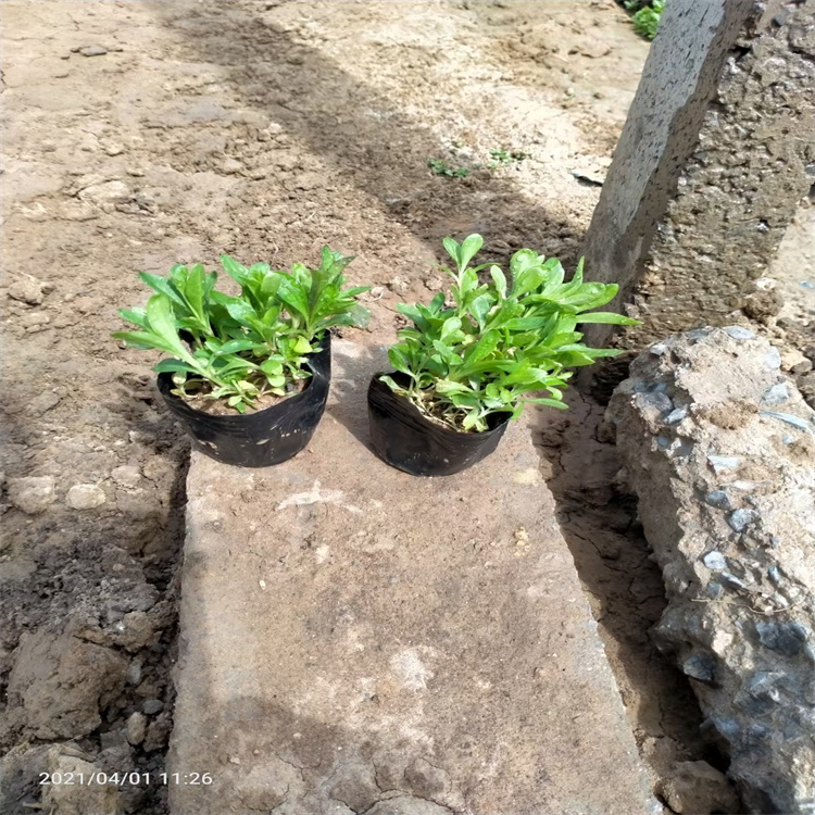 美国杂交石竹花境观赏花卉 美国石竹可植于花坛 公园 路旁 江瑞园艺