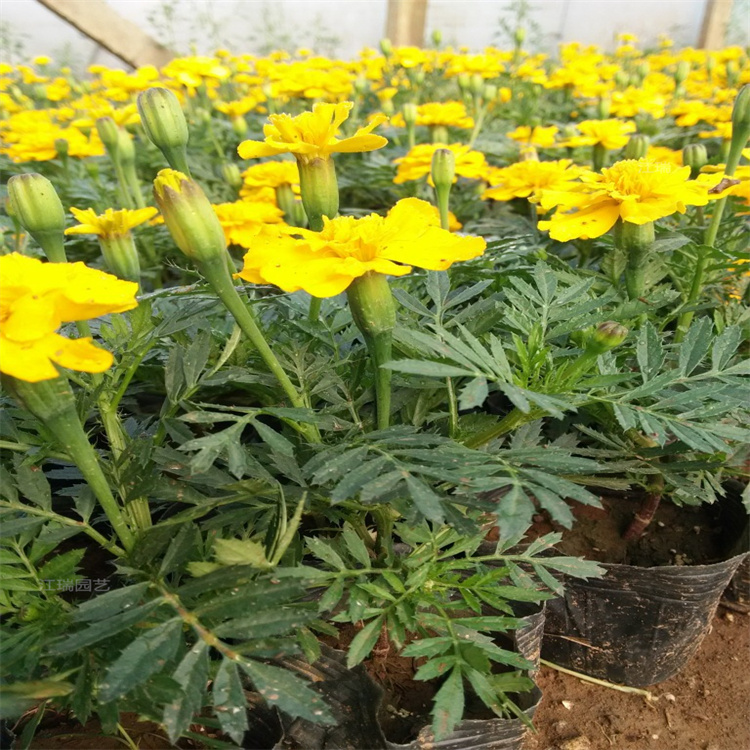 质优价廉孔雀草批发 河南孔雀草节日种植花卉 国庆节花箱种植花卉孔雀草 
