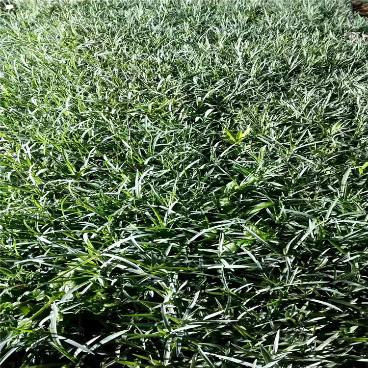青州地被石竹低价直发 地被石竹花境观赏花卉 地被石竹常年销售 江瑞园艺