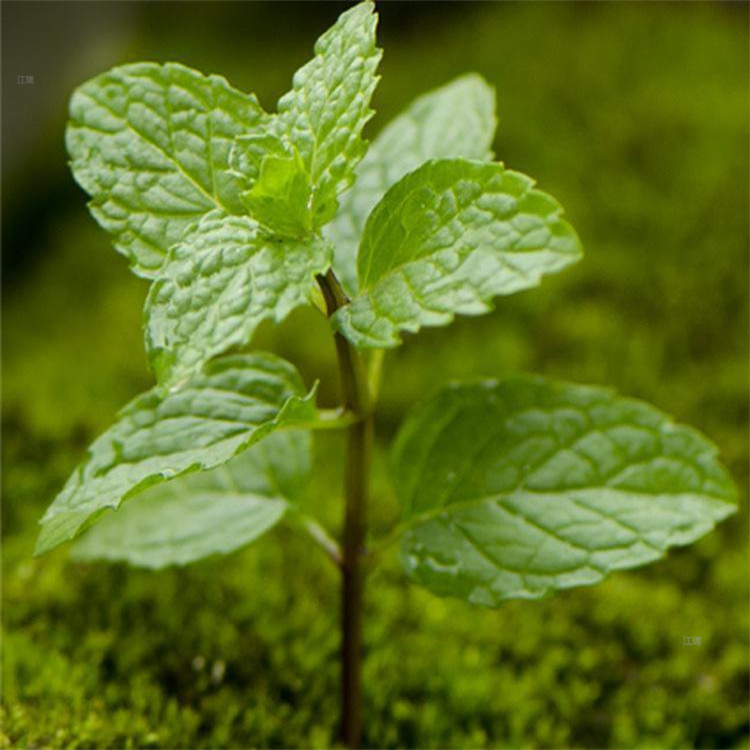 水边绿化绿化薄荷 薄荷可至于公园 路旁 溪边种植 河道绿化薄荷 江瑞园艺