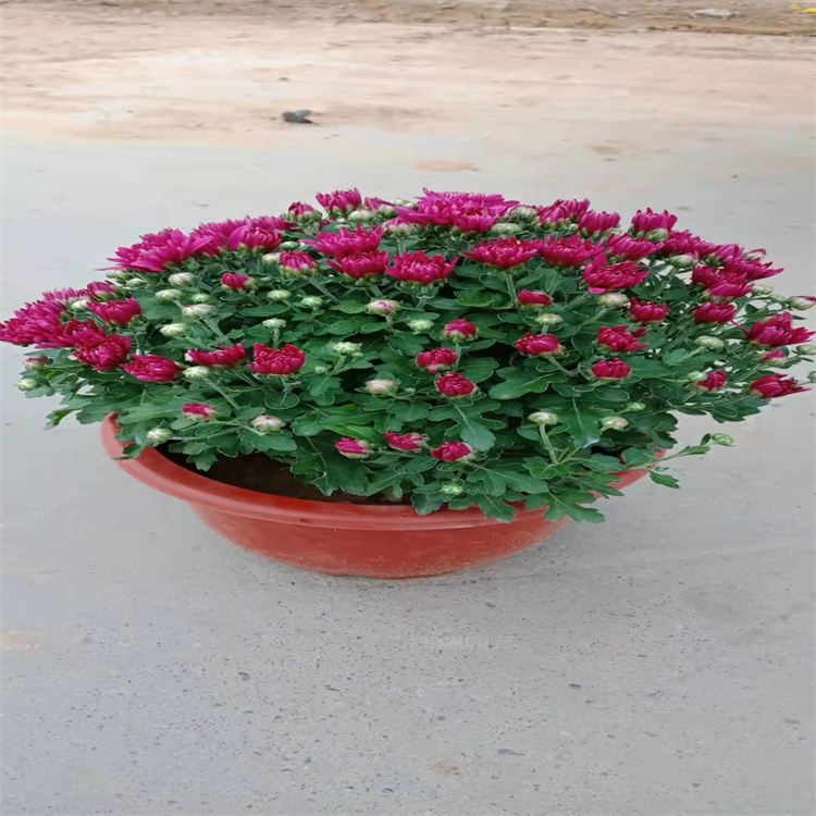 青州大菊花培育基地 造型菊花规格齐全 广场组摆花卉大菊花供应 江瑞园艺