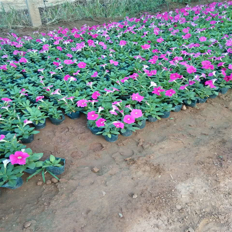立体花柱摆放垂吊牵牛 青州垂钓牵牛花色多 花繁色艳 价格合理