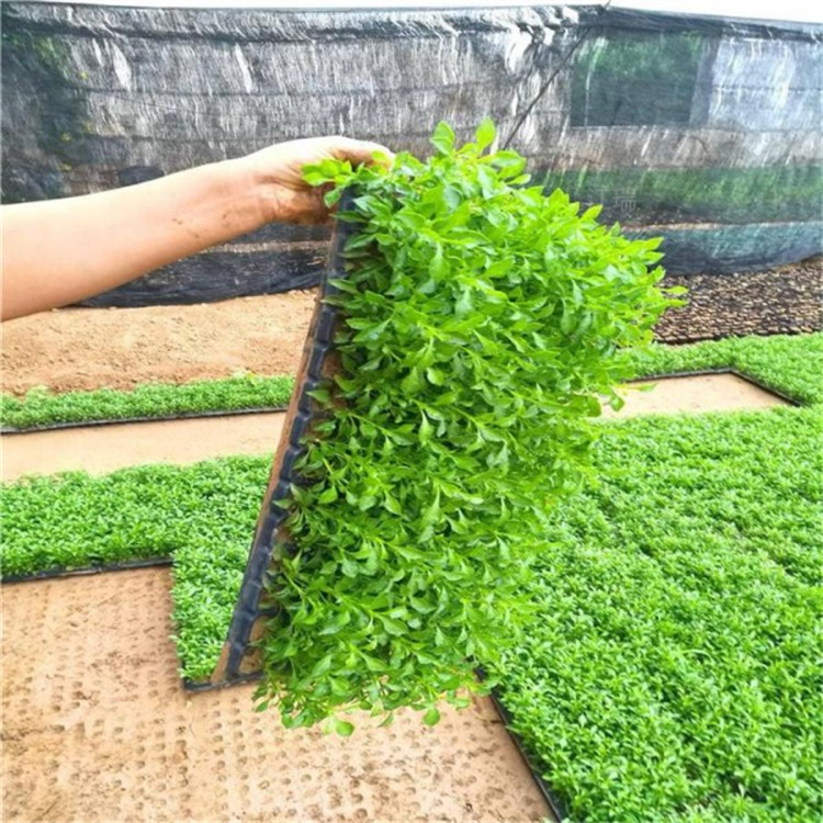 五色草的魅力：植物界的彩虹之舞