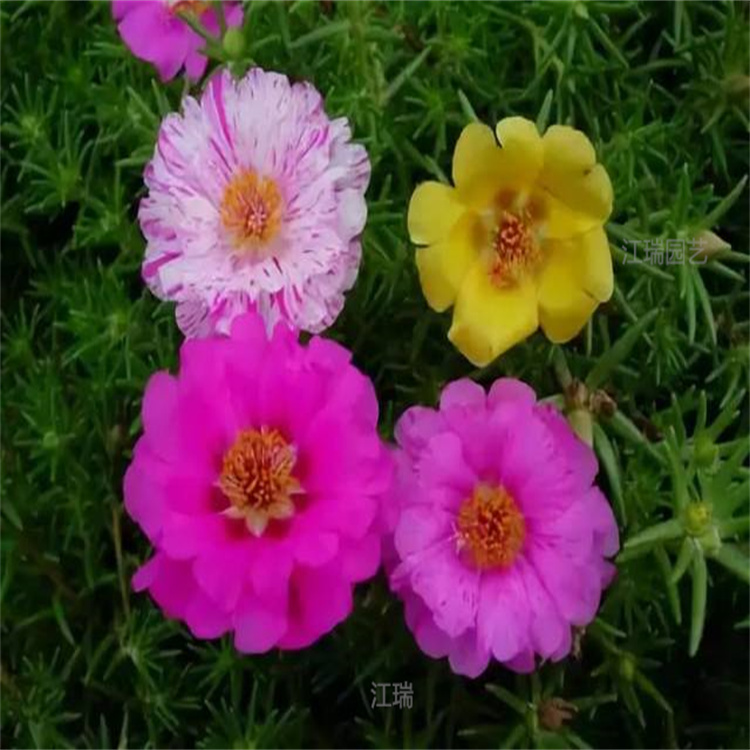 重瓣太阳花花境常用种植花卉 组摆花卉太阳花花色齐全 太阳花种子培育基地