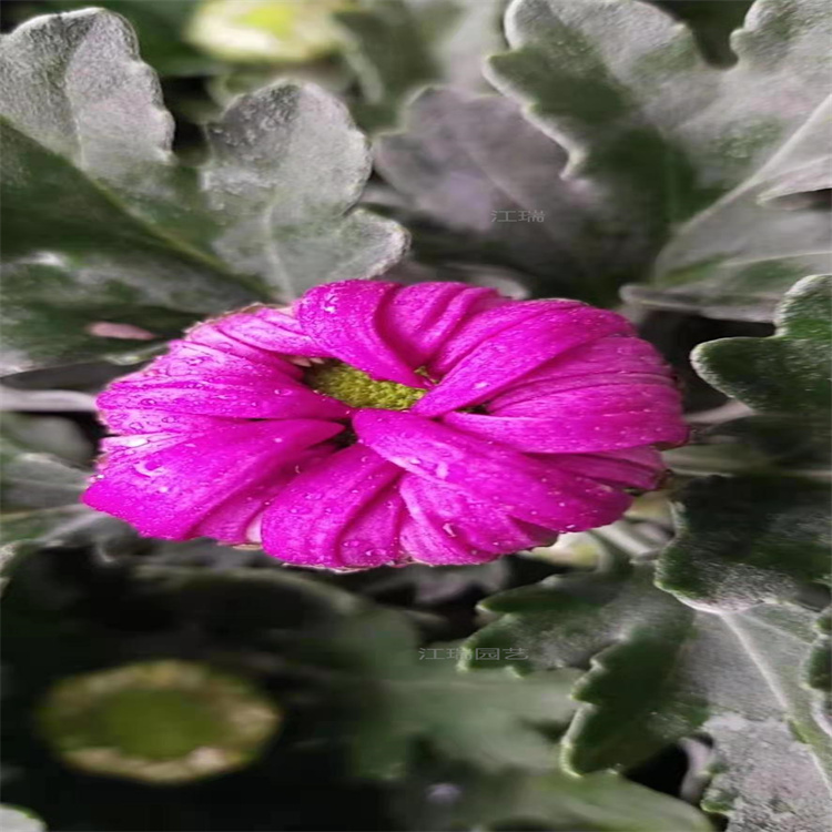 造型菊花大量上市 造型菊花设计 江瑞园艺 菊花品种齐全 欢迎致电咨询