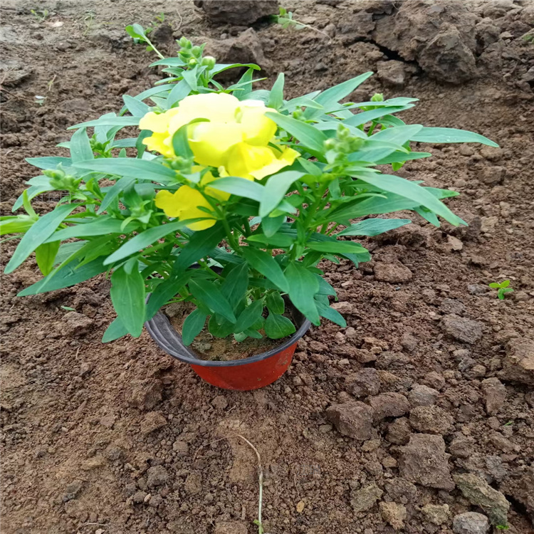 金鱼草组摆配色花卉 金鱼草盆栽花卉 金鱼草花海常用花卉 江瑞园艺