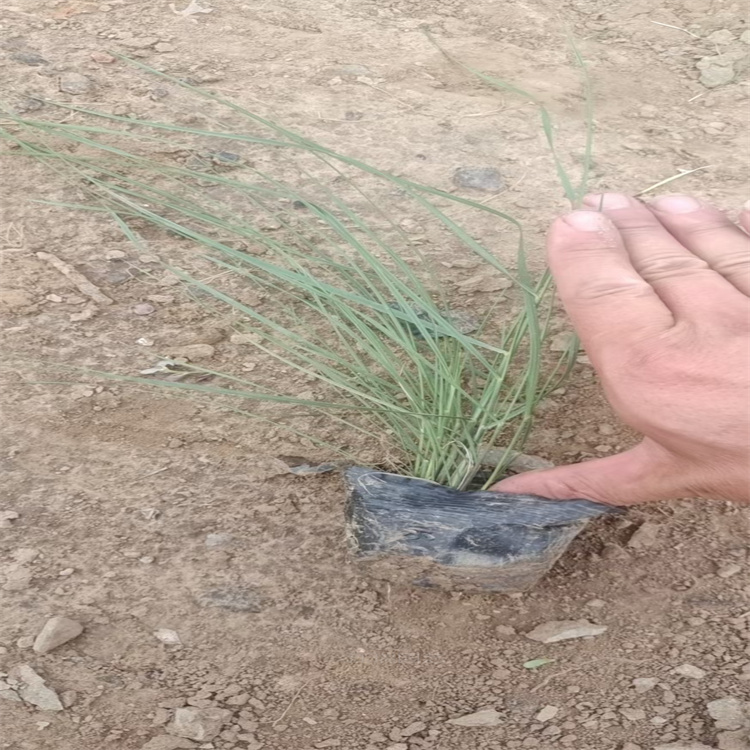 粉黛乱子草网红草批发 花坛造型镶边种植粉黛乱子草 江瑞园艺