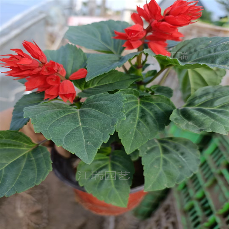 节假日种植花卉一串红 广场摆放种植一串红 一串红养护成本低 成活高
