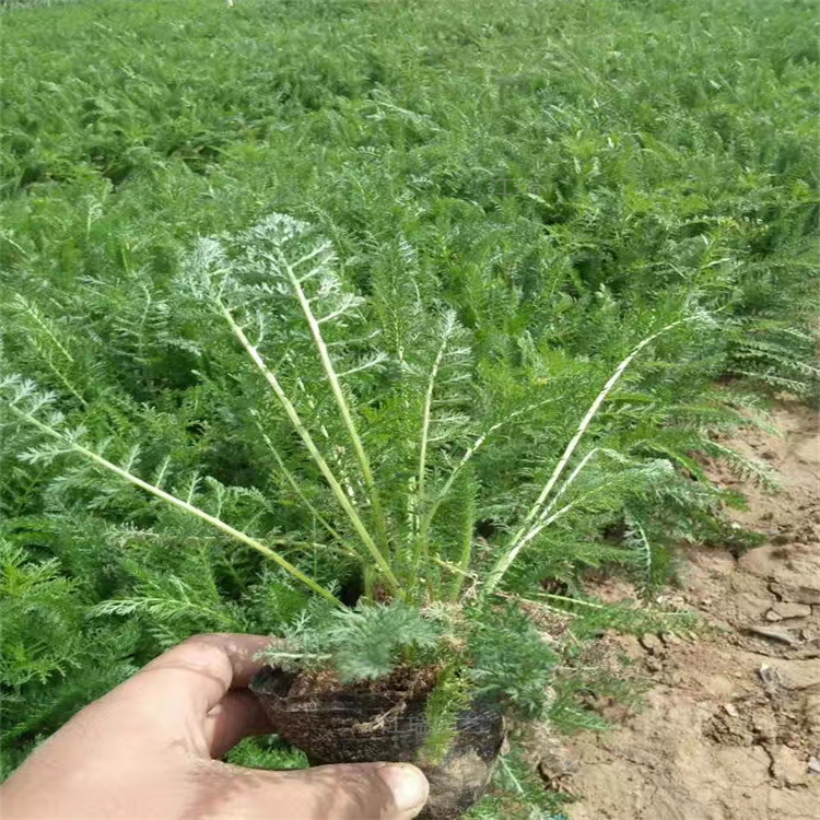 蓍草路旁绿化 山东蓍草公园花坛种植花卉 蓍草成品苗 成活高