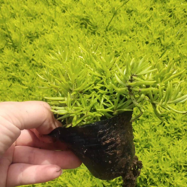金叶佛甲草  绿叶佛甲草  便宜佛甲草  佛甲草价格