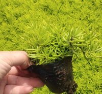 金叶佛甲草  绿叶佛甲草  便宜佛甲草  佛甲草价格
