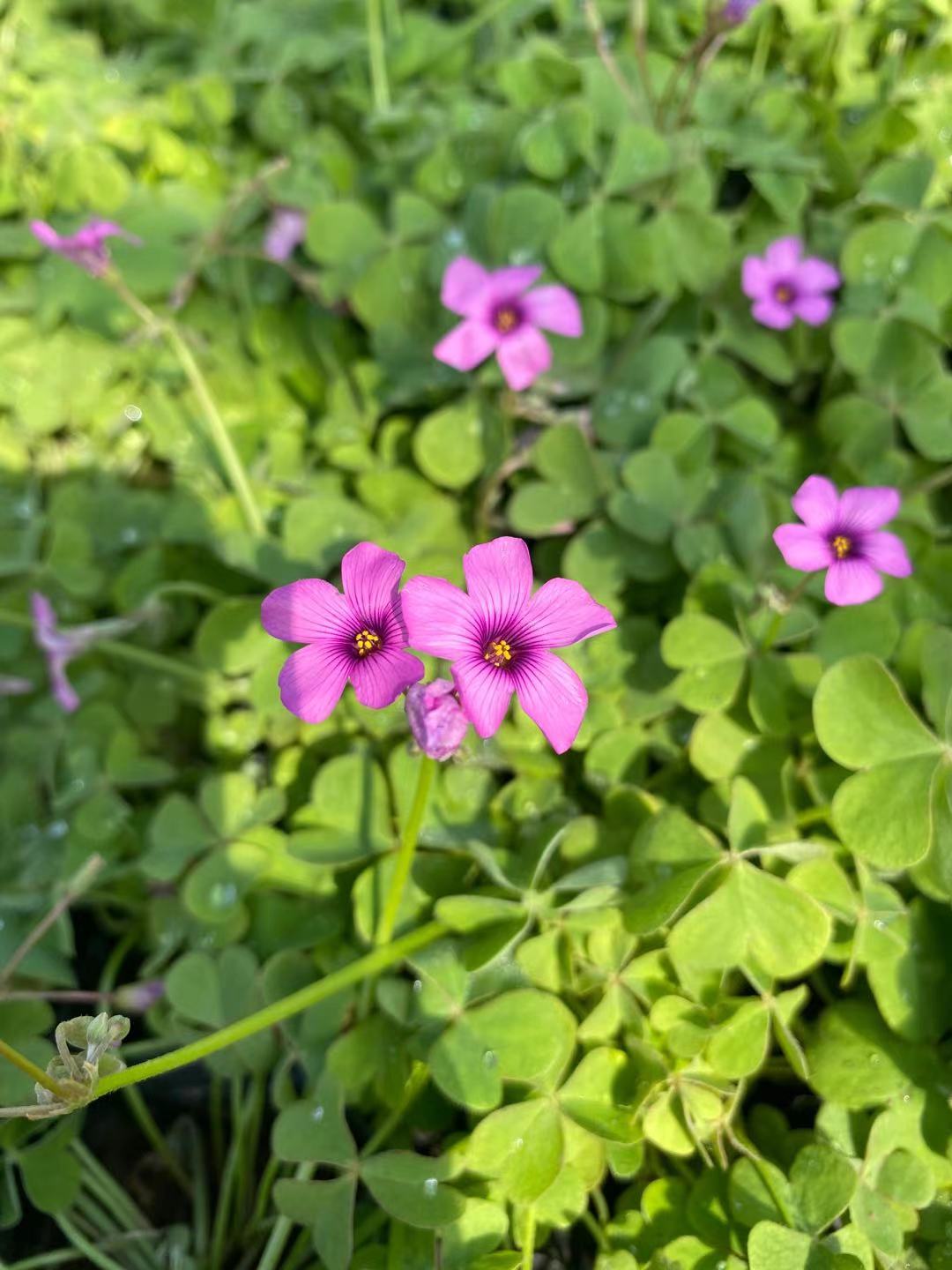 红花醡浆草报价 绿叶醡浆草  江苏醡浆草  小涵花卉