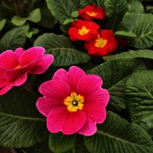 报春花草花基地 报春花价格 报春花大量出售