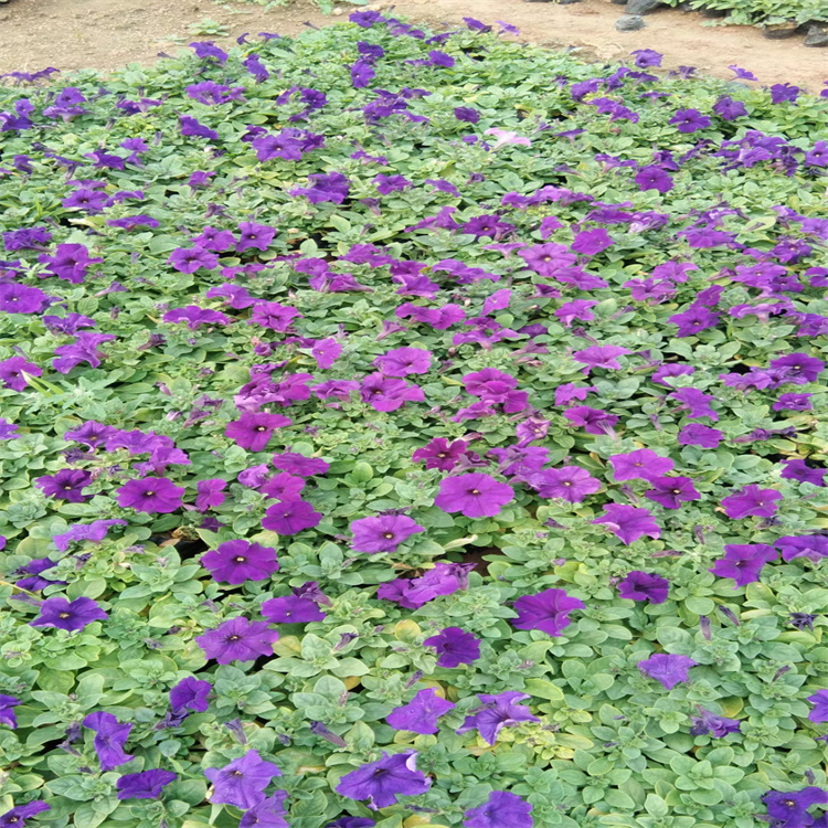 立体花柱矮牵牛摆放花卉 节日广场摆放花卉矮牵牛 市政绿化矮牵牛直批 欢迎来电咨询