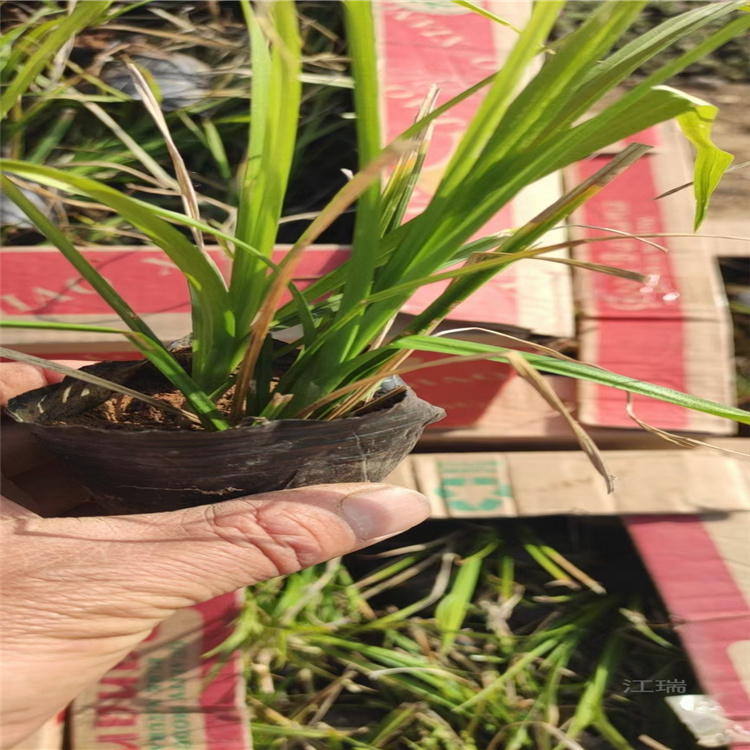 涝峪苔草基地绿化工程用苗 涝峪苔草芽多成活高 涝峪苔草量大更优惠