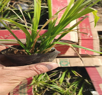 涝峪苔草基地绿化工程用苗 涝峪苔草芽多成活高 涝峪苔草量大更优惠