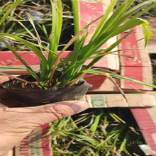 涝峪苔草基地绿化工程用苗 涝峪苔草芽多成活高 涝峪苔草量大更优惠