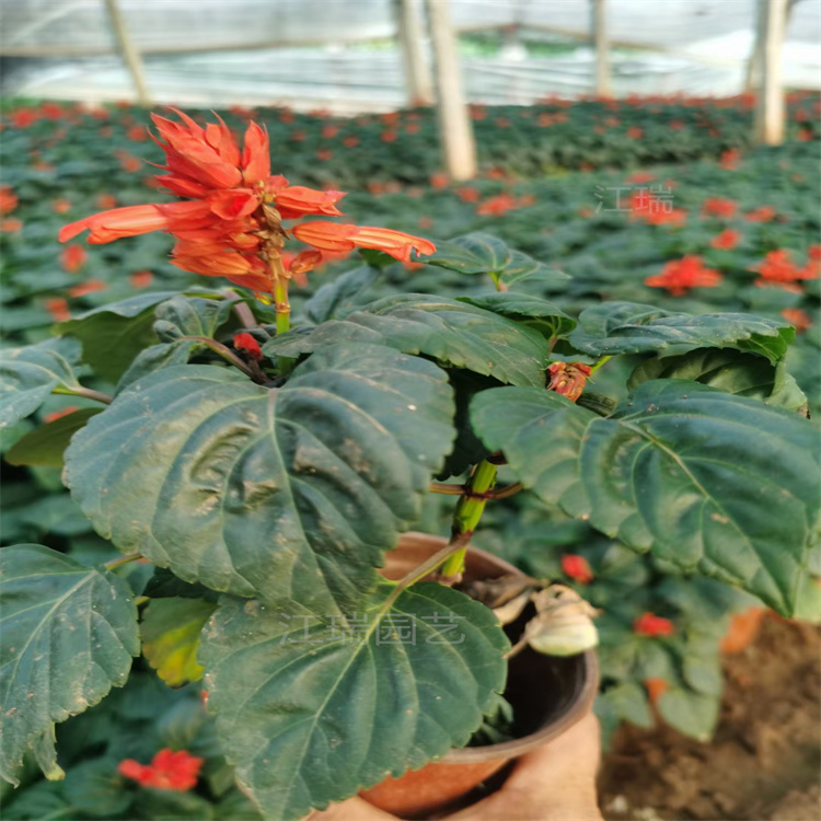 批发价格一串红 十一摆放花卉一串红 节假日花箱种植一串红 夏杰花卉