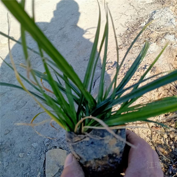 山东涝峪苔草四季常青 涝峪苔草花境观赏草 涝峪苔草培育基地 夏杰观赏草基地