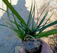山东涝峪苔草四季常青 涝峪苔草花境观赏草 涝峪苔草培育基地 夏杰观赏草基地