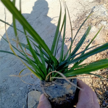山东涝峪苔草四季常青 涝峪苔草花境观赏草 涝峪苔草培育基地 夏杰观赏草基地
