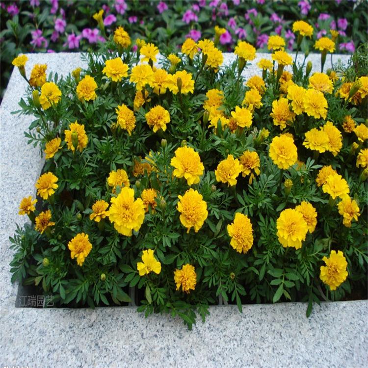 质优价廉孔雀草大量上市 节日花坛种植孔雀草 孔雀草十一摆放花卉 夏杰花卉