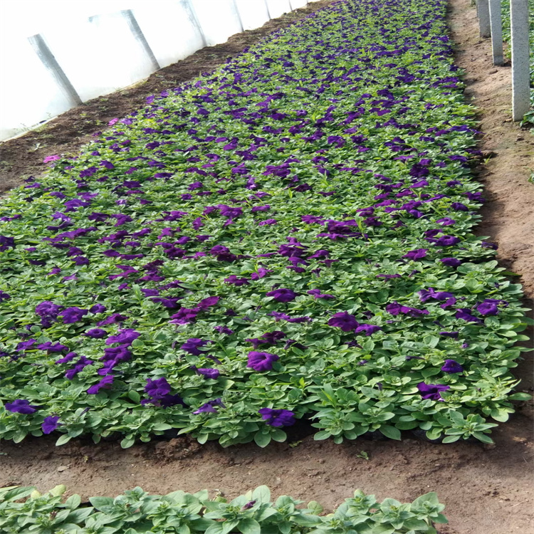 花箱种植花卉矮牵牛 绿雕花卉矮牵牛 立体绿化矮牵牛直发 夏杰花卉