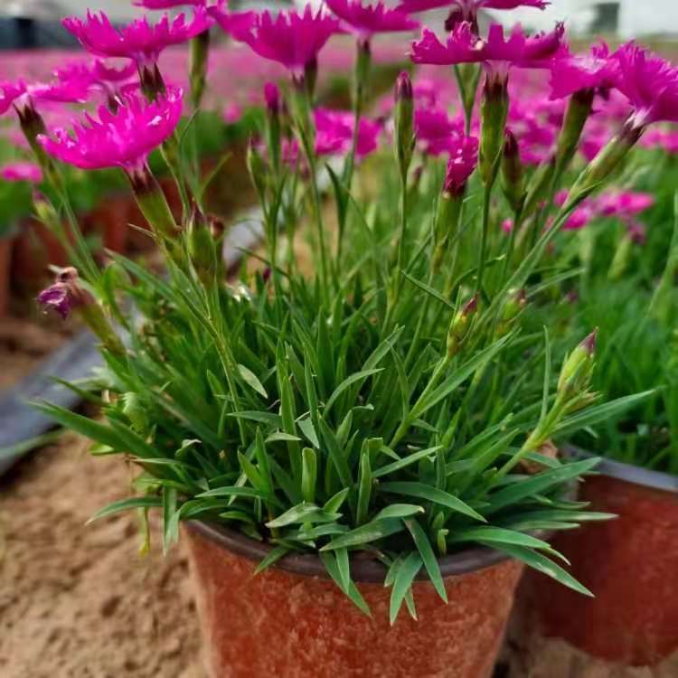 欧石竹 泳泽花卉 双色盆欧石竹 周转箱 价格 基地直供