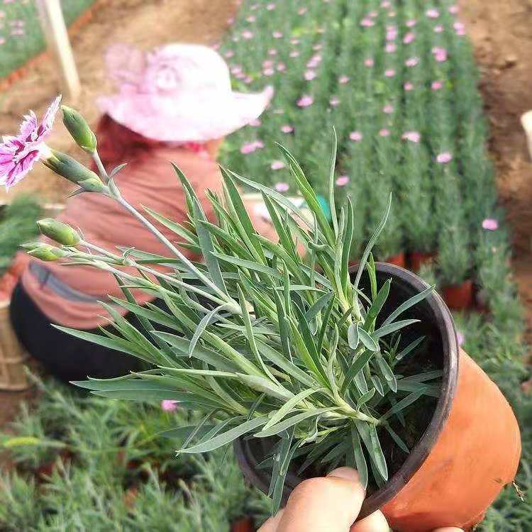 欧石竹 泳泽花卉 欧石竹小苗 山东 种植基地 基地直供