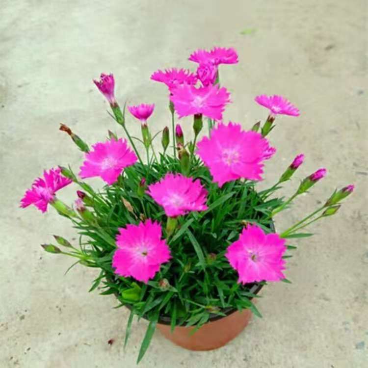 欧石竹 泳泽花卉 欧石竹穴盘苗  20-90cm 出售 大量供应