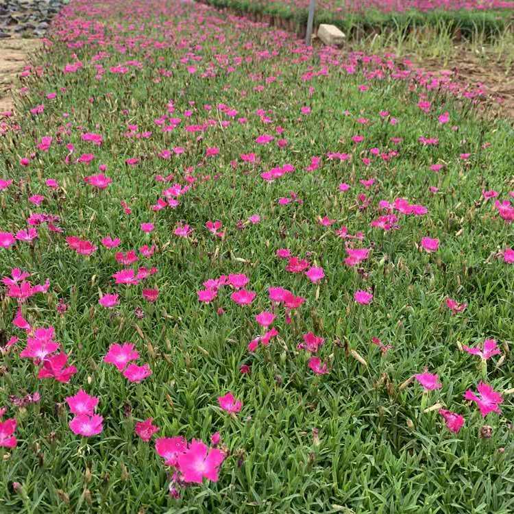 欧石竹 泳泽花卉 欧石竹穴盘苗 国内培育 价格 量大价优